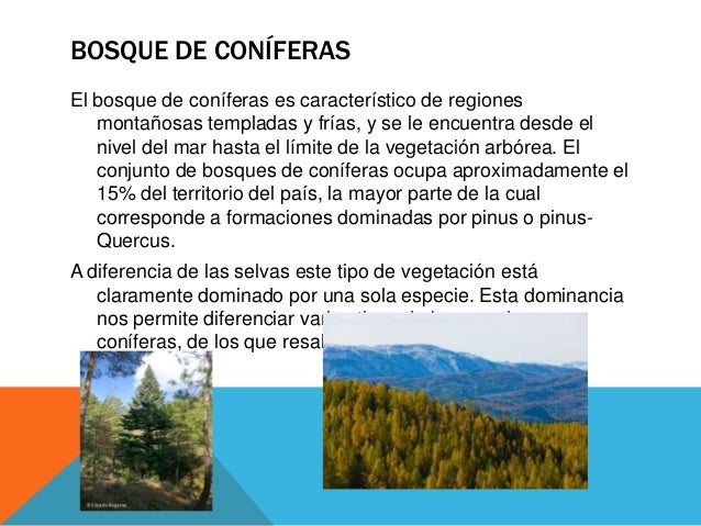 Clase bosque de coníferas biolgia