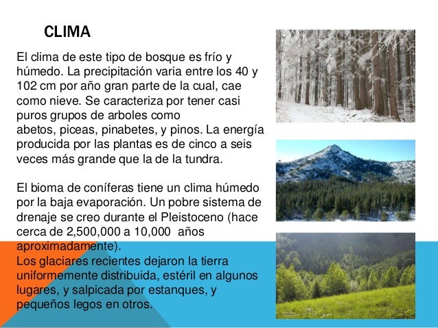 Clase bosque de coníferas biolgia