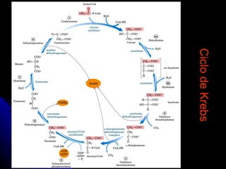 Ciclo de Krebs 