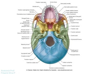 Anatomía Prof: 
Polyana Silva P 
 