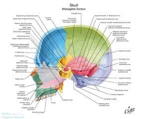 Anatomía Prof: 
Polyana Silva P 
 