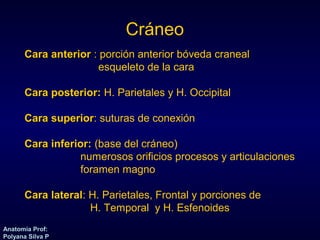 Anatomía Prof: 
Polyana Silva P 
Cráneo 
CCaarraa aanntteerriioorr : porción anterior bóveda craneal 
esqueleto de la cara 
CCaarraa ppoosstteerriioorr:: H. Parietales y H. Occipital 
CCaarraa ssuuppeerriioorr: suturas de conexión 
CCaarraa iinnffeerriioorr:: (base del cráneo) 
numerosos orificios procesos y articulaciones 
foramen magno 
CCaarraa llaatteerraall: H. Parietales, Frontal y porciones de 
H. Temporal y H. Esfenoides 
 