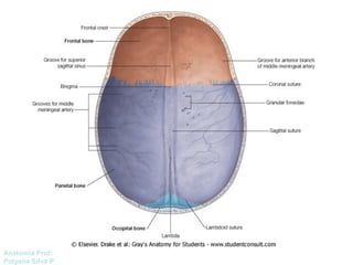 Anatomía Prof: 
Polyana Silva P 
 