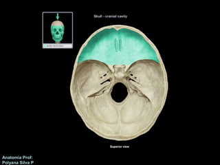Anatomía Prof: 
Polyana Silva P 
 