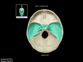 Anatomía Prof: 
Polyana Silva P 
 