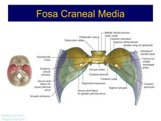 Anatomía Prof: 
Polyana Silva P 
Fosa Craneal Media 
 