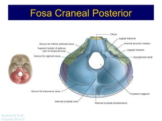 Anatomía Prof: 
Polyana Silva P 
Fosa Craneal Posterior 
 