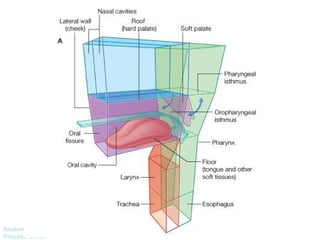 Anatomía Prof: 
Polyana Silva P 
 