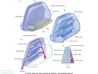 Anatomía Prof: 
Polyana Silva P 
 