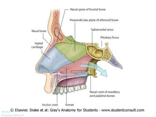 Anatomía Prof: 
Polyana Silva P 
 