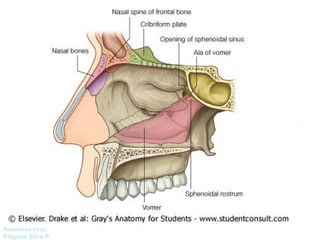 Anatomía Prof: 
Polyana Silva P 
 