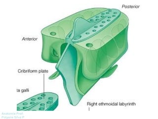 Anatomía Prof: 
Polyana Silva P 
 