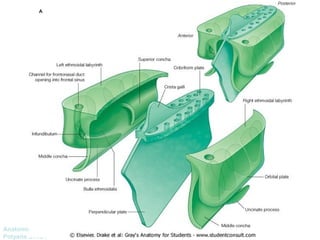 Anatomía Prof: 
Polyana Silva P 
 