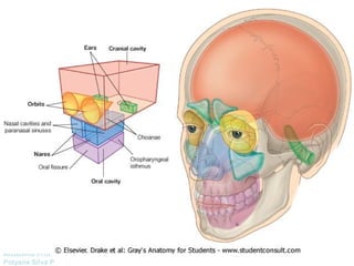 Anatomía Prof: 
Polyana Silva P 
 