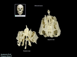 Anatomía Prof: 
Polyana Silva P 
 