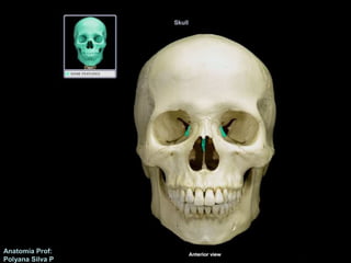Anatomía Prof: 
Polyana Silva P 
 