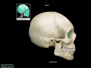 Anatomía Prof: 
Polyana Silva P 
 