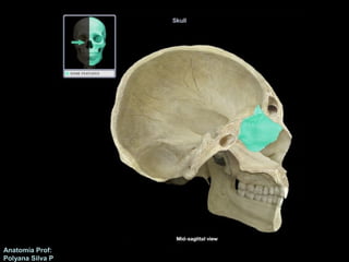 Anatomía Prof: 
Polyana Silva P 
 