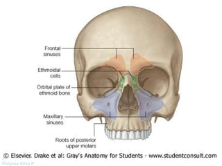 Anatomía Prof: 
Polyana Silva P 
 