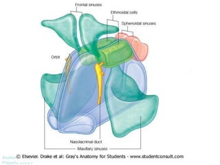 Anatomía Prof: 
Polyana Silva P 
 