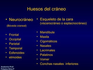 Anatomía Prof: 
Polyana Silva P 
Huesos del cráneo 
• Neurocráneo 
(Bóveda craneal) 
• Frontal 
• Occipital 
• Parietal 
• Temporal 
• Esfenoides 
• etmoides 
• Esqueleto de la cara 
(viscerocráneo o esplacnocráneo) 
• Mandíbula 
• Maxila 
• Cigomáticos 
• Nasales 
• Lacrimales 
• Palatinos 
• Vomer 
• Conchas nasales inferiores 
 