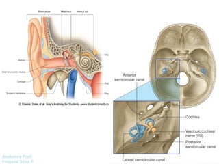 Anatomía Prof: 
Polyana Silva P 
 
