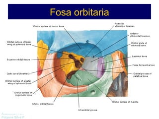 Anatomía Prof: 
Polyana Silva P 
Fosa orbitaria 
 