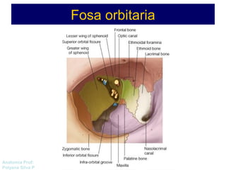 Anatomía Prof: 
Polyana Silva P 
Fosa orbitaria 
 