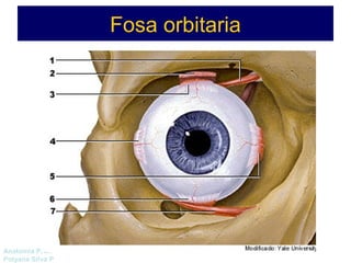 Anatomía Prof: 
Polyana Silva P 
Fosa orbitaria 
 