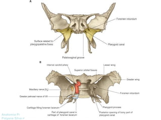 Anatomía Prof: 
Polyana Silva P 
 