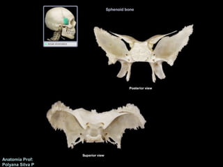 Anatomía Prof: 
Polyana Silva P 
 