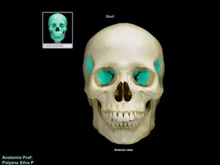 Anatomía Prof: 
Polyana Silva P 
 