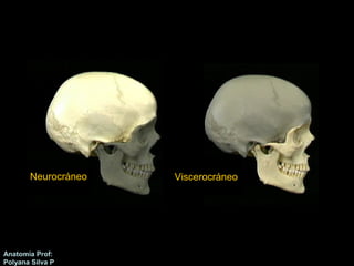 Neurocráneo Viscerocráneo 
Anatomía Prof: 
Polyana Silva P 
 