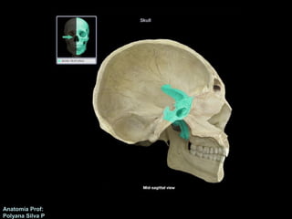 Anatomía Prof: 
Polyana Silva P 
 
