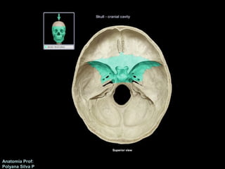 Anatomía Prof: 
Polyana Silva P 
 