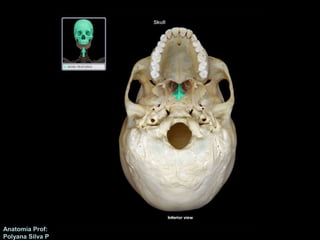 Anatomía Prof: 
Polyana Silva P 
 