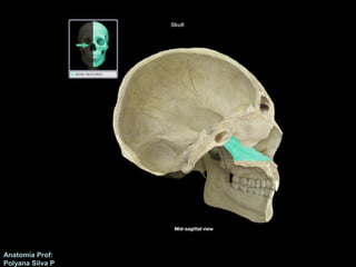 Anatomía Prof: 
Polyana Silva P 
 