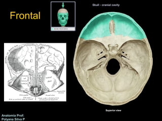 Frontal 
Anatomía Prof: 
Polyana Silva P 
 