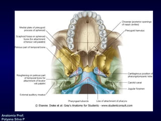 Anatomía Prof: 
Polyana Silva P 
 