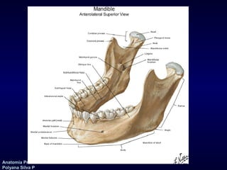 Anatomía Prof: 
Polyana Silva P 
 
