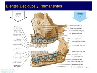 DDiieenntteess DDeecciidduuooss yy PPeerrmmaanneenntteess 
Anatomía Prof: 
Polyana Silva P 
 