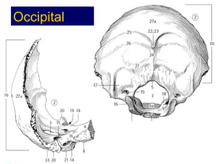 Occipital 
Anatomía Prof: 
Polyana Silva P 
 
