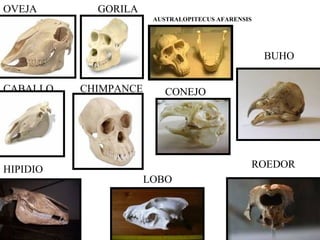 OVEJA GORILA 
CABALLO CHIMPANCE 
CONEJO 
HIPIDIO ROEDOR 
Anatomía Prof: 
Polyana Silva P 
LOBO 
BUHO 
AUSTRALOPITECUS AFARENSIS 
 