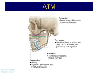 Anatomía Prof: 
Polyana Silva P 
ATM 
 