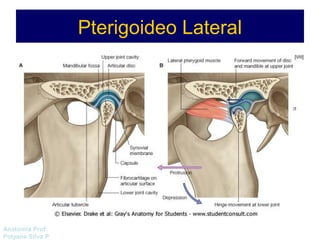 Anatomía Prof: 
Polyana Silva P 
Pterigoideo Lateral 
 