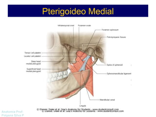 Anatomía Prof: 
Polyana Silva P 
Pterigoideo Medial 
 