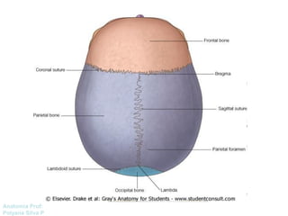 Anatomía Prof: 
Polyana Silva P 
 