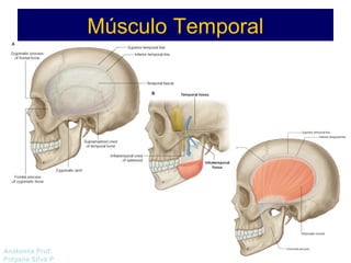 Anatomía Prof: 
Polyana Silva P 
Músculo Temporal 
