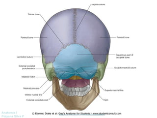 Anatomía Prof: 
Polyana Silva P 
 