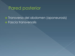 Pared posteriorTransverso del abdomen (aponeurosis)Fascia transversalis